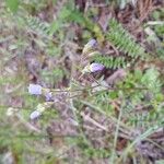 Polemonium pulcherrimum Blomma