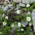 Ranunculus seguieri Habit