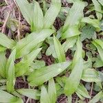 Allium ursinum Хабит
