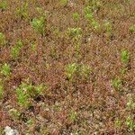 Polygonum plebeium Hábito