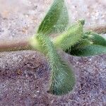 Cerastium glomeratum ഇല