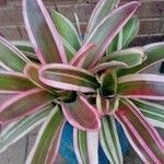 Neoregelia carolinae Листок