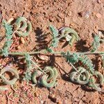 Astragalus eremophilus Ffrwyth