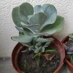 Cotyledon orbiculata List