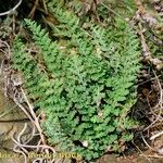 Cosentinia vellea Libunga