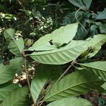 Rothmannia whitfieldii Leaf