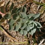 Euphorbia corsica Beste bat