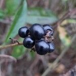 Ligustrum vulgare Fruit