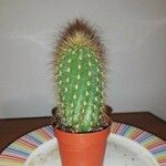 Echinopsis huascha Hoja