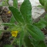 Alkanna lutea Flower