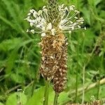 Plantago argentea Virág