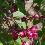 Clerodendrum trichotomumÇiçek