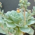 Echeveria uhlii Hoja