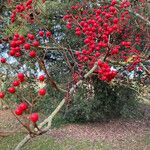 Sorbus commixta