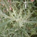 Senecio pterophorus Leaf