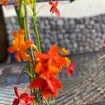 Epidendrum pseudepidendrum Flower
