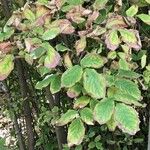 Staphylea pinnata Likasa