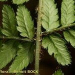 Dryopteris remota ᱥᱟᱠᱟᱢ