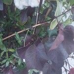 Gossypium arboreum Blatt