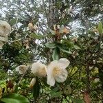 Eucryphia cordifolia Fiore