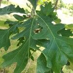 Quercus macrocarpa Blad