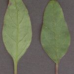 Chenopodium polyspermum Blad