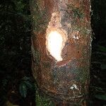 Coelocaryon preussii Corteza