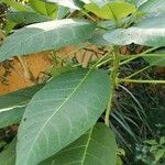 Brugmansia versicolor Liść