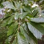 Castanea mollissima Folha