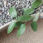 Salvia discolor Leaf