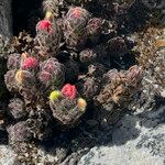 Castilleja paramensis Leaf