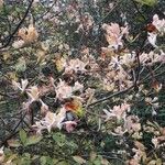 Rhododendron periclymenoides Flower