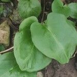 Arisarum simorrhinum Blad