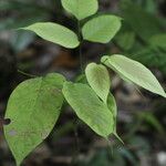 Spatholobus multiflorus Hoja