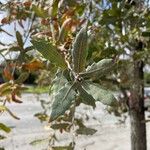 Quercus engelmannii Leaf