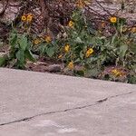 Helianthus petiolaris Flower