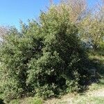 Quercus ilex Хабит