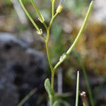 Arabis auriculata Pokrój