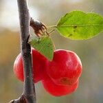 Malus baccata Лист