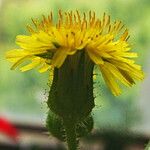 Sonchus oleraceus Květ