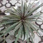 Dyckia encholirioides Hoja