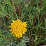 Chaenactis glabriuscula Flower