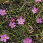 Centaurium scilloides عادت داشتن