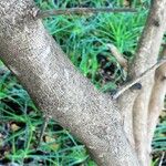 Searsia gueinzii Bark
