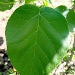 Croton urucurana Leaf