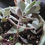 Kalanchoe pumila 葉