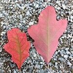 Quercus alba Blad