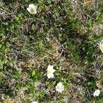 Dryas octopetala Habit