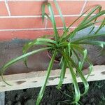 Polianthes tuberosa Lorea