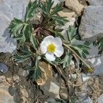 Ranunculus seguieri Habit